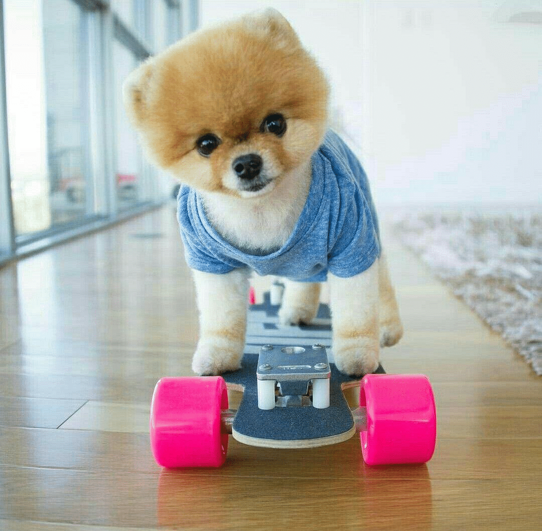 Jiffpom dead best sale