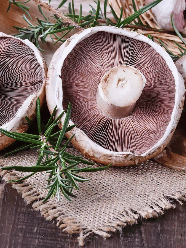 5 Powerful Health Benefits of Portobello Mushrooms Sportskeeda Stories