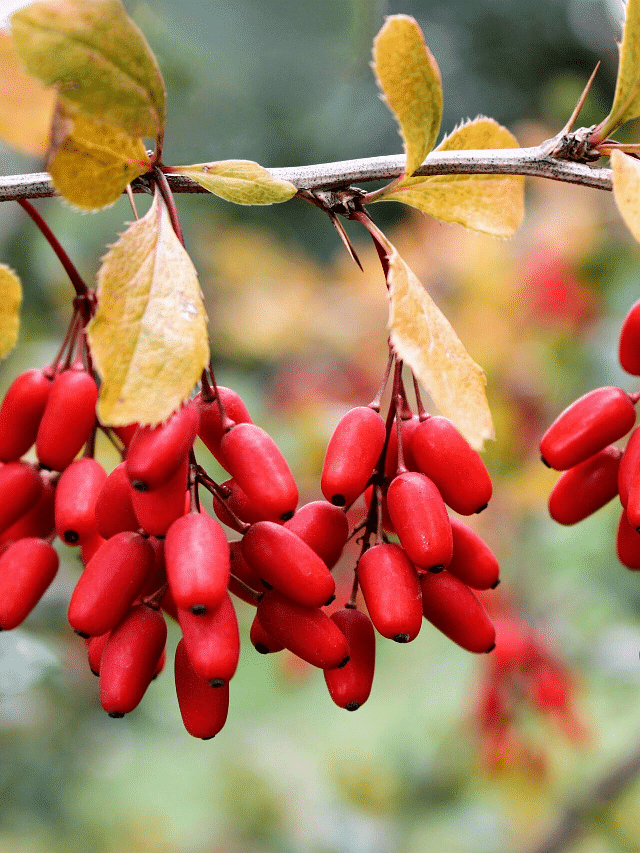 4 Surprising Health Benefits Of Berberine Sportskeeda Stories 4-surprising-health-benefits-of-berberine-sportskeeda-stories